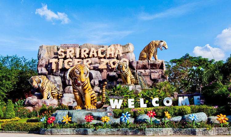 Sriracha Tiger Zoo