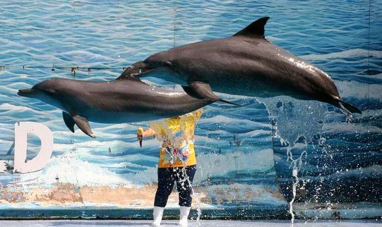 Pattaya Dolphin World