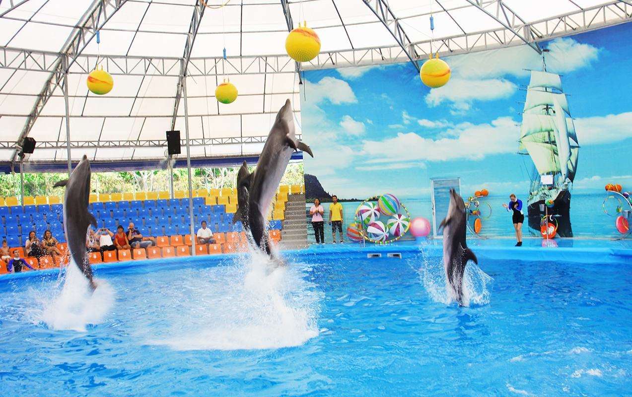 Dolphin Show 