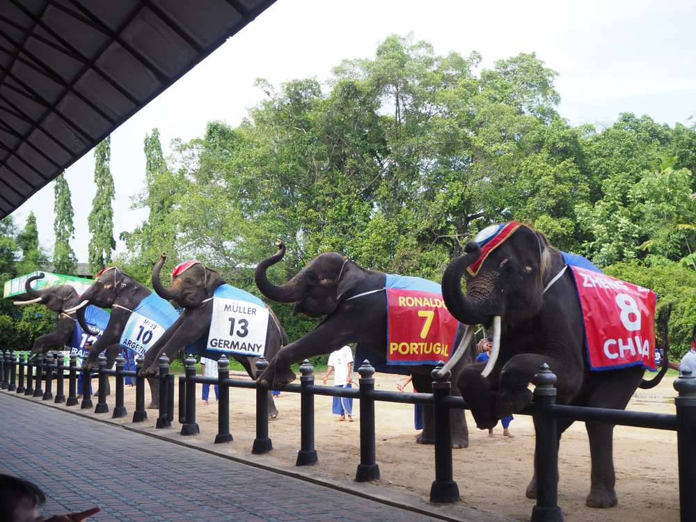 Visit Crocodile Farm and Elephant Show, Bangkok