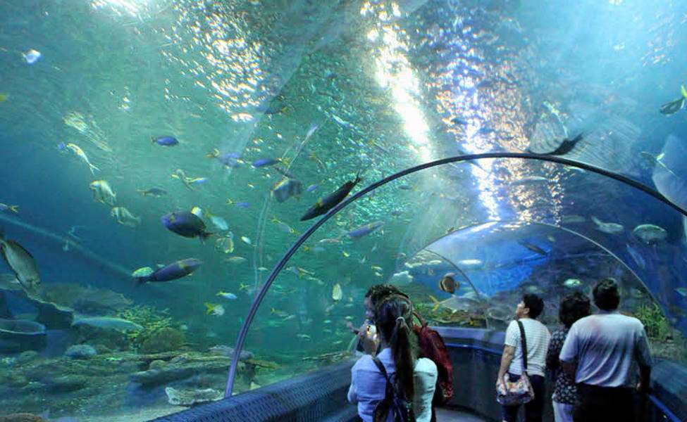 Witness the Marine Life at Underwater World Pattaya