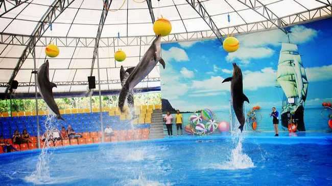 Dolphin Show, Phuket