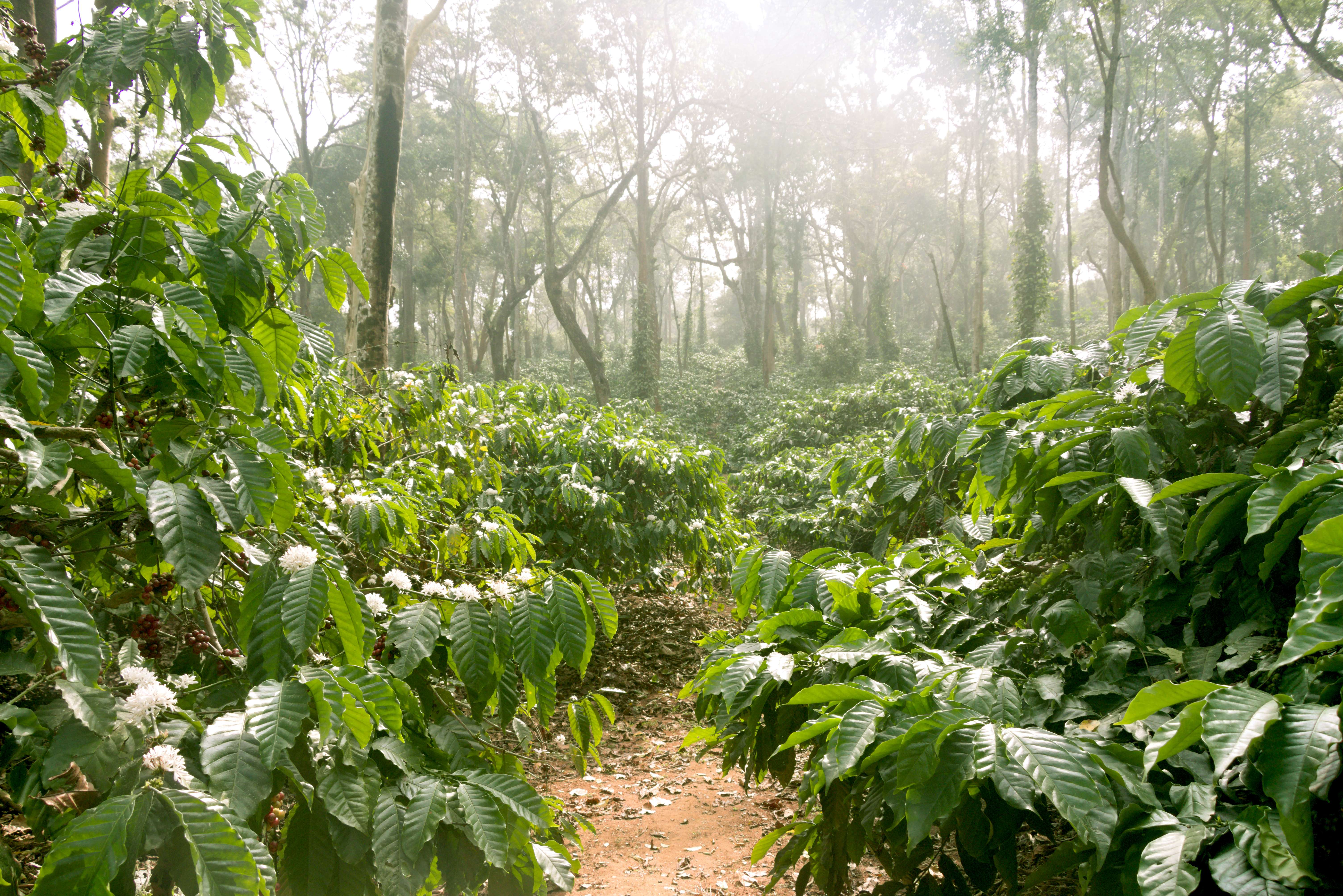 Coffee Plantations