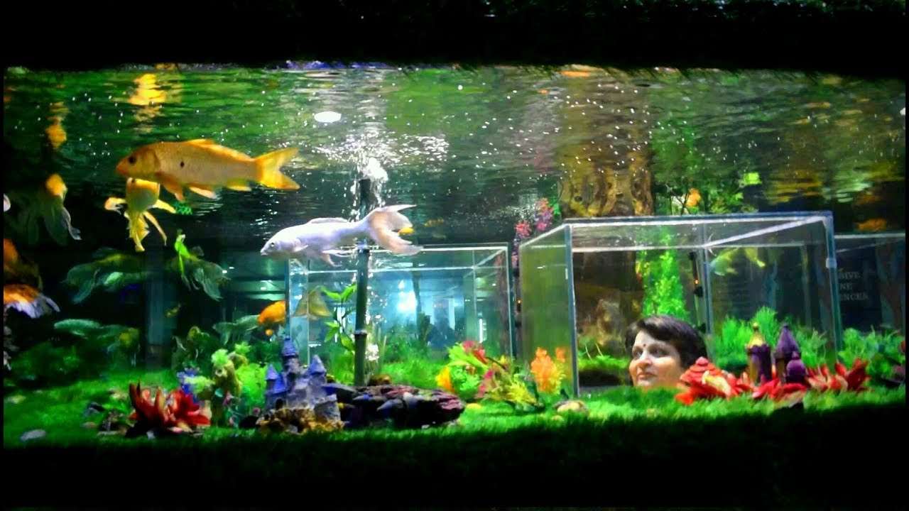 Under the Sun Aquarium