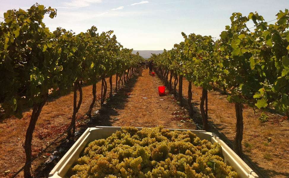 Wine Tour in Bangalore