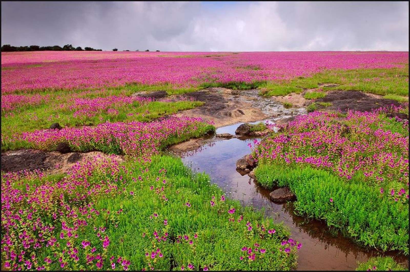 Kaas Plateau (134 Km from Pune)