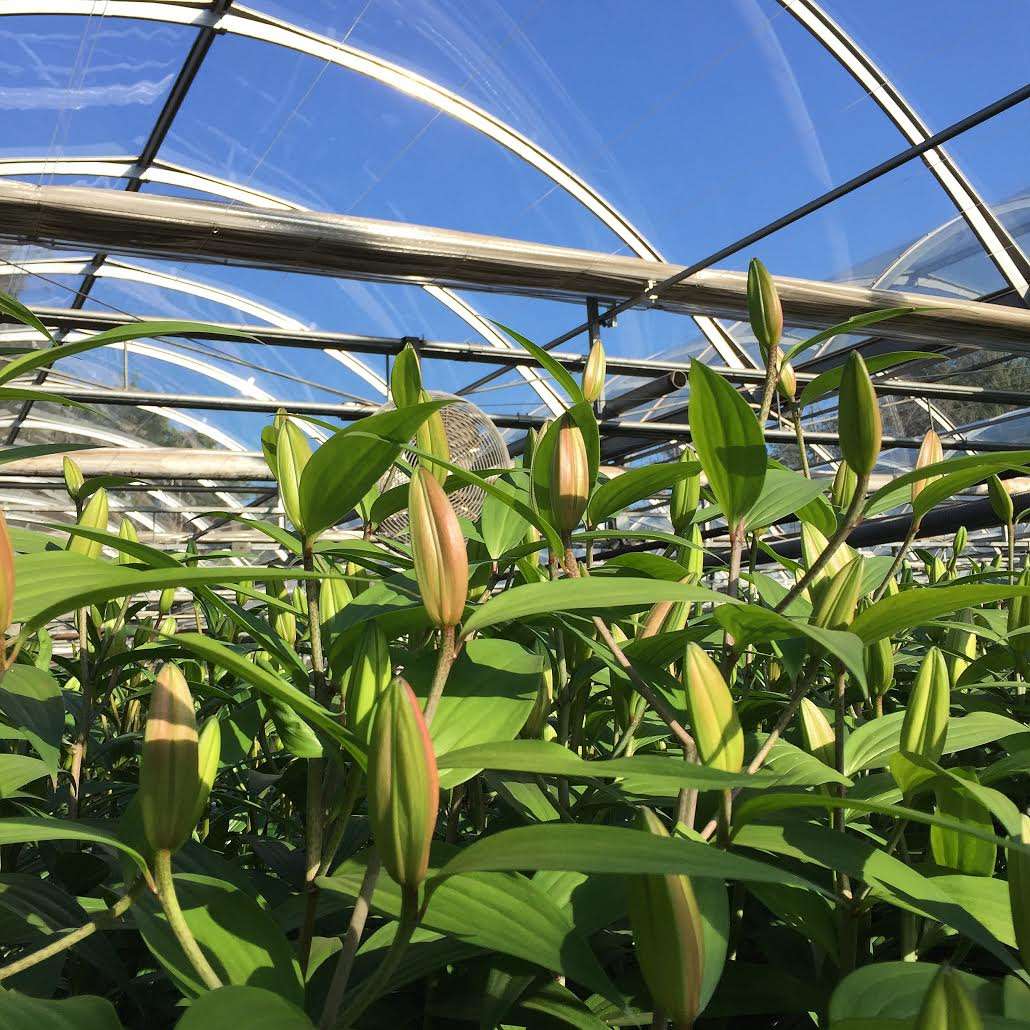 Gardening Course at Har’s Garden