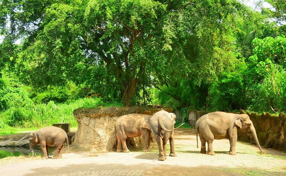 Spend Some Time in Wild in Bali Safari and Marine Park
