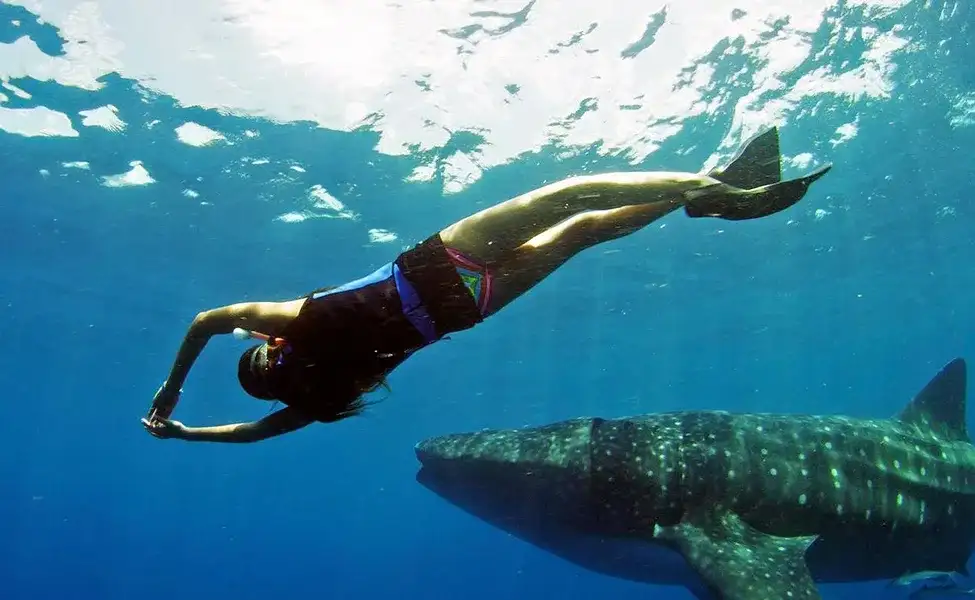 Have a Swimming Experience with Sharks