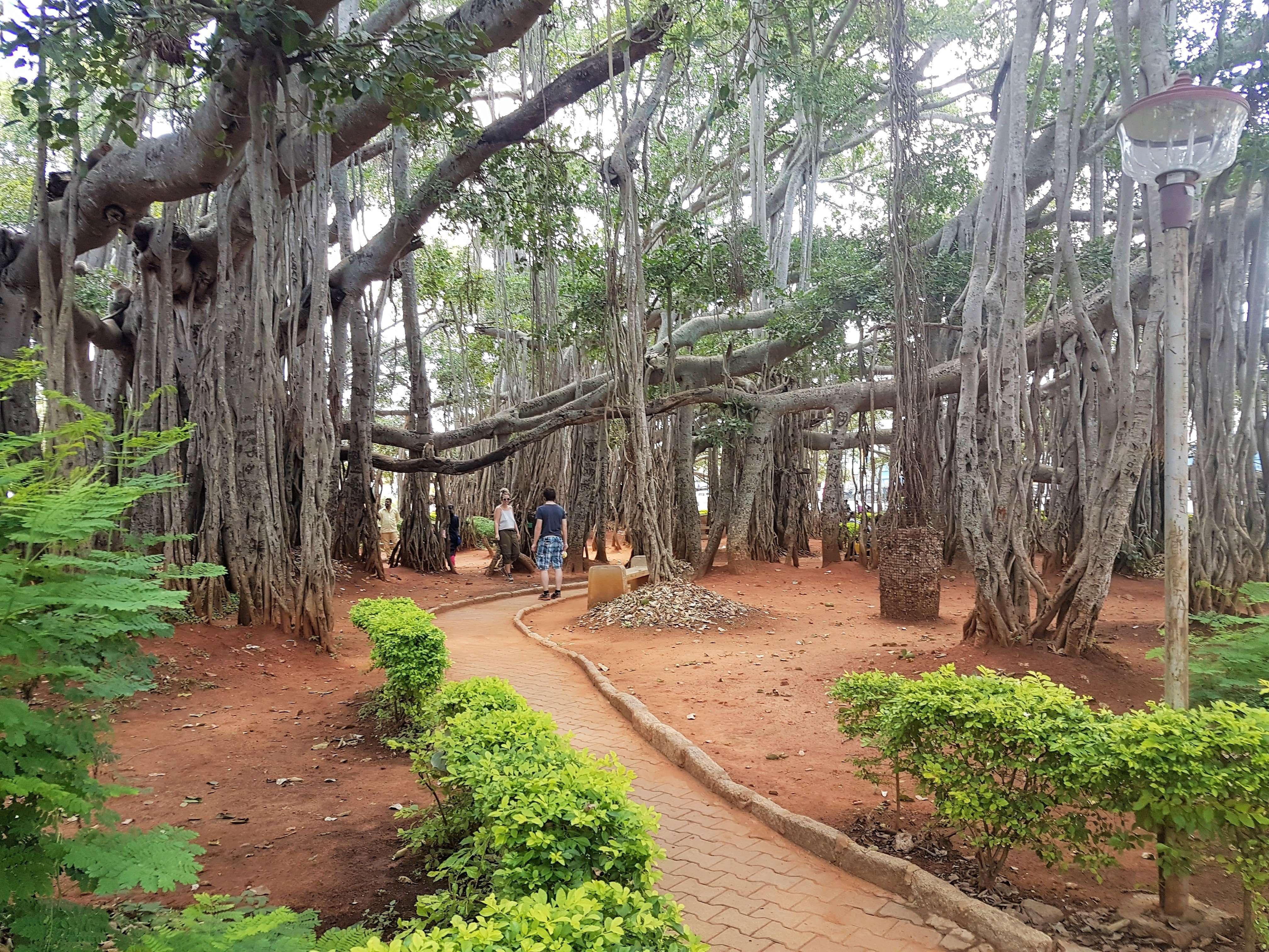 Big Banyan Tree (Dodda Alada Mara)