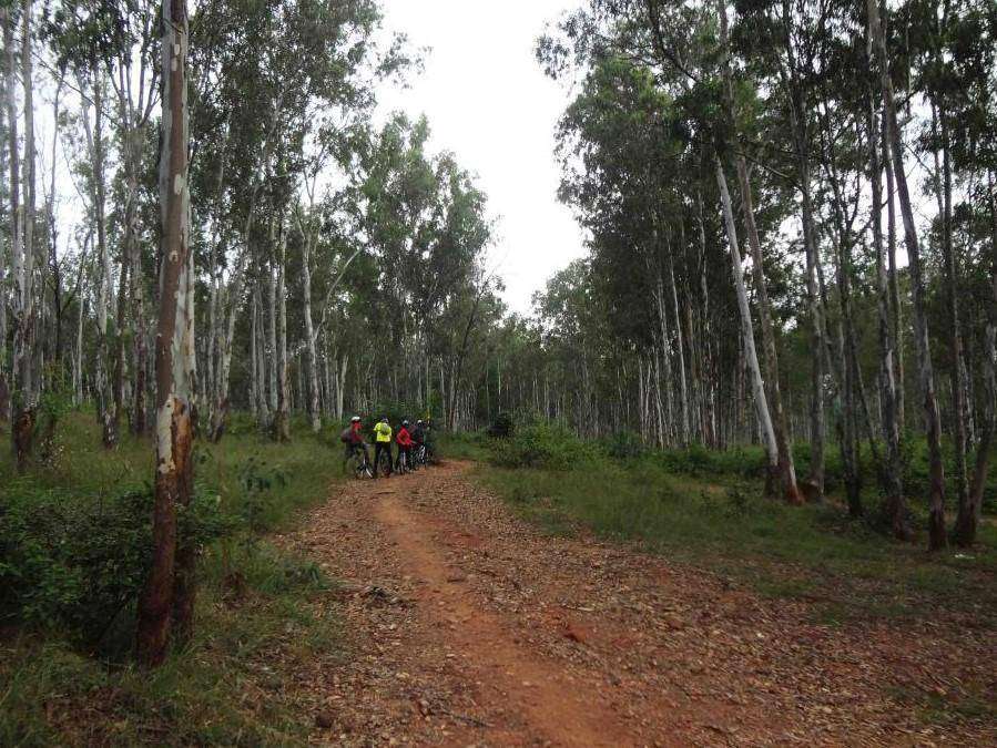 Turahalli Forest