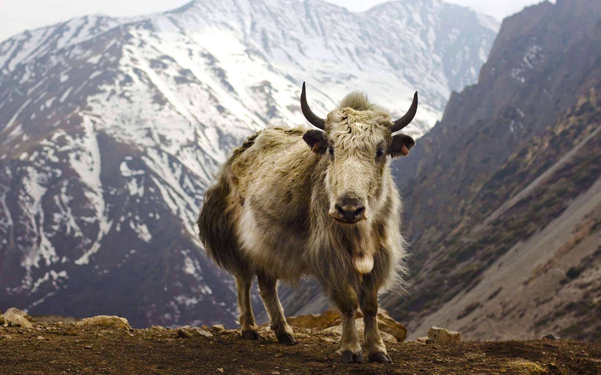 Visit Manali Wildlife Sanctuary