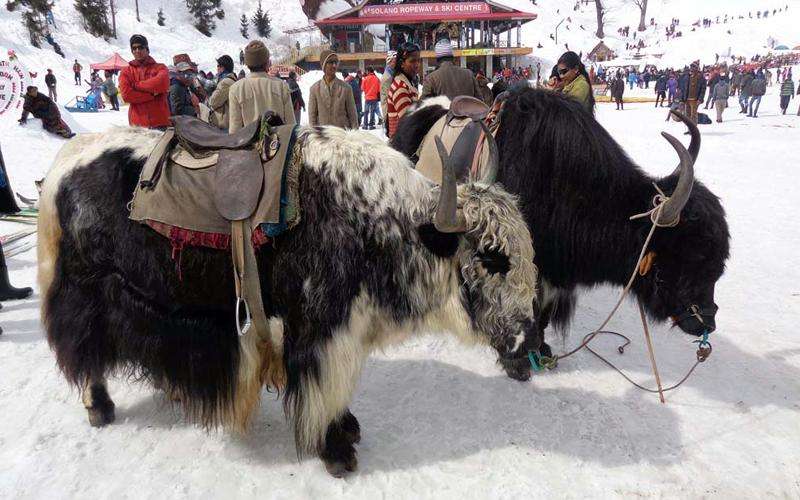 Ride a Yak in the Solang Valley