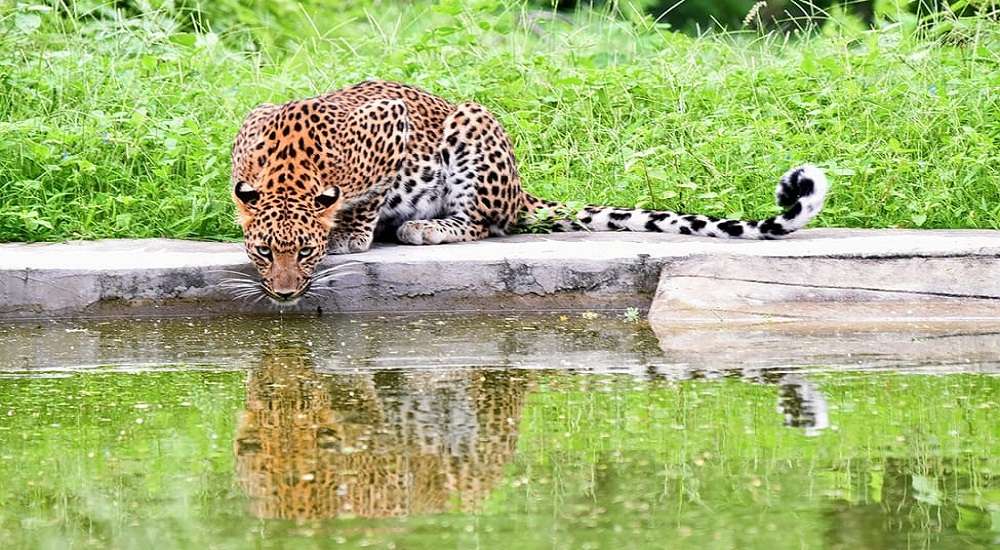 Jhalana Leopard Conservation Reserve