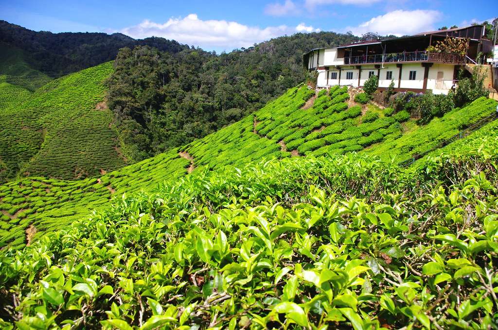 Visit Chowgan Tea Garden