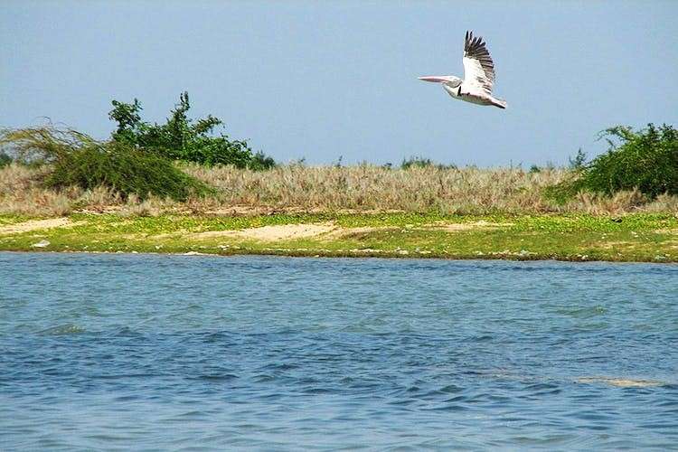 Pulicat Lake (60 km from Chennai)