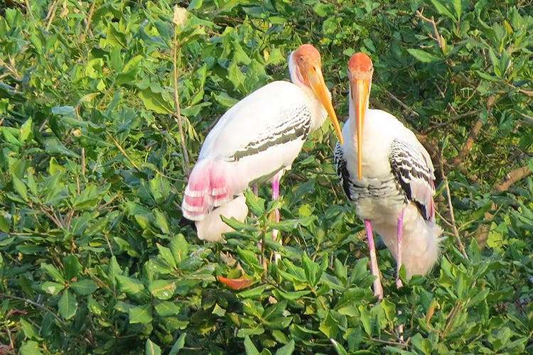 Vedanthangal Bird Sanctuary (75 km from Chennai)