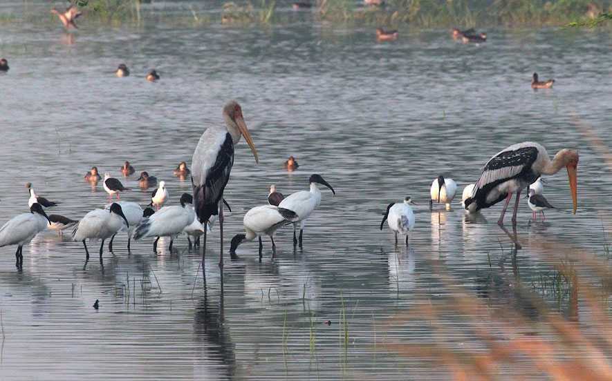 Sultanpur Bird Sanctuary - 52 km from Delhi