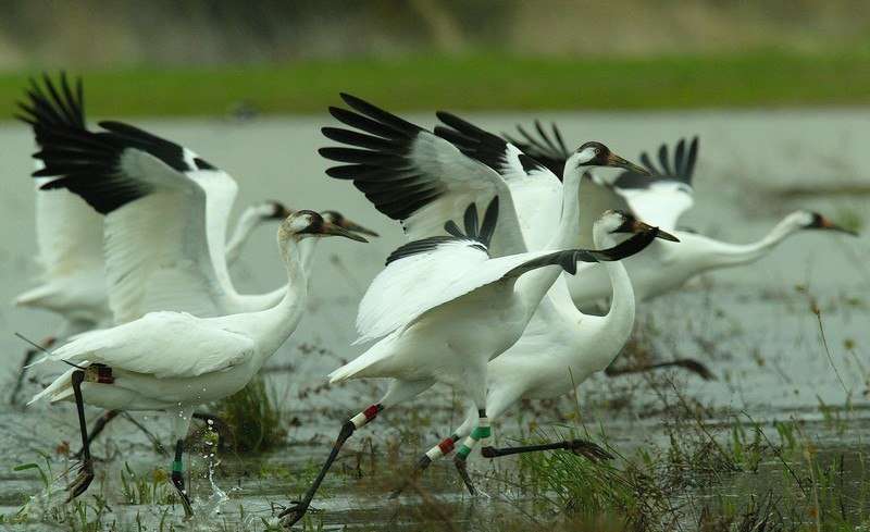 Sultanpur Bird Sanctuary - 40 Km from Delhi