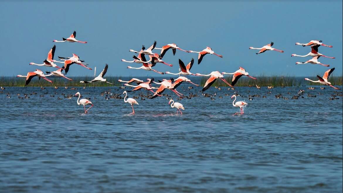 Okhla Bird Sanctuary - 38.3 km from Delhi