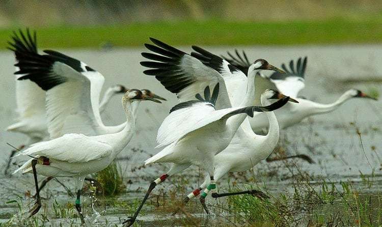 Sultanpur Bird Sanctuary - 45 km from Delhi 