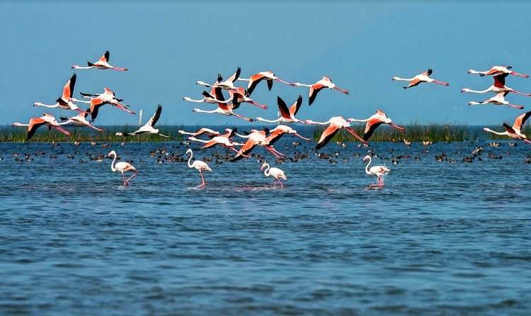  Okhla Bird Sanctuary - 17 km from Delhi