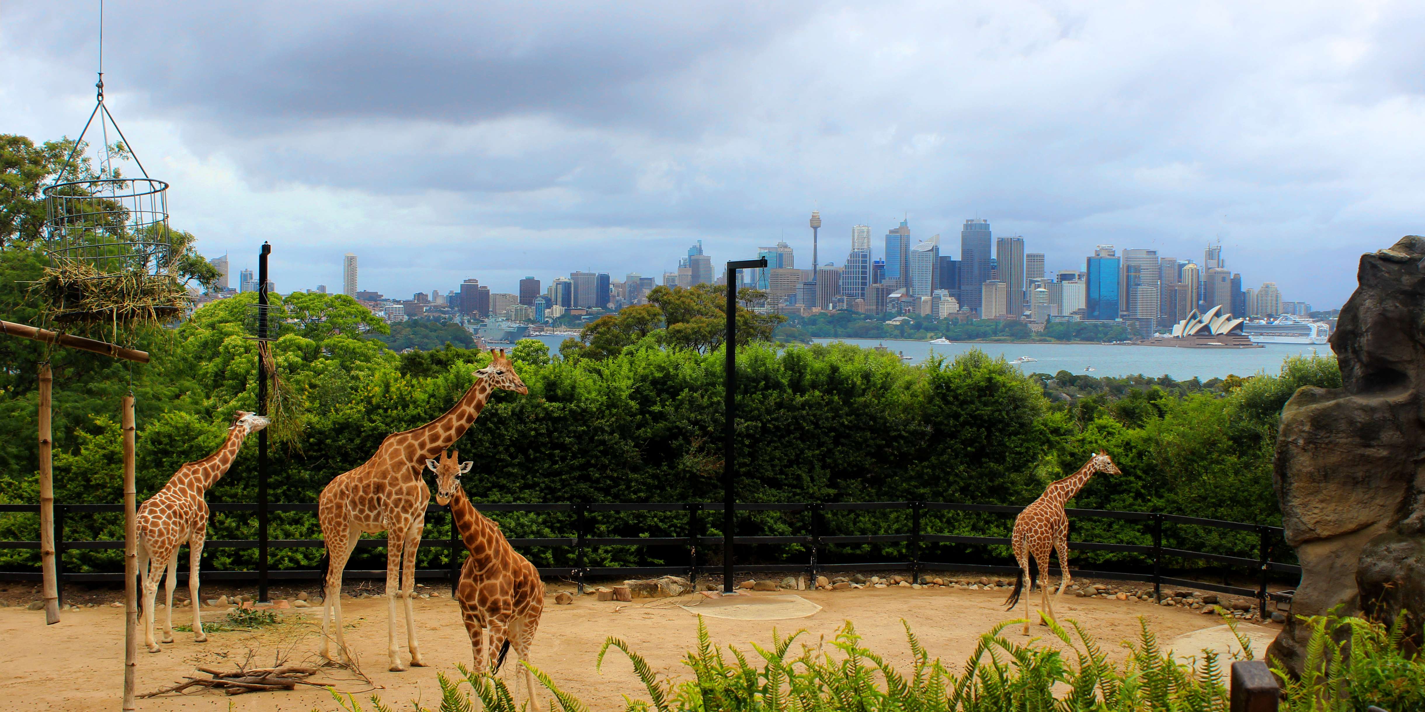 Sydney Taronga Zoo Ticket with Ferry & Cable Car
