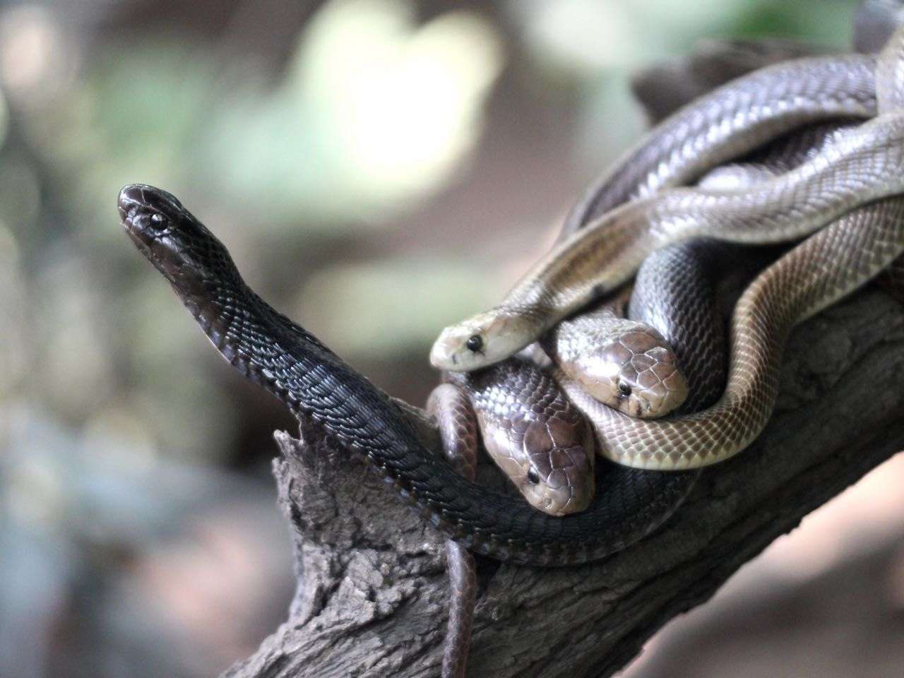 Visit the Katraj Snake Park