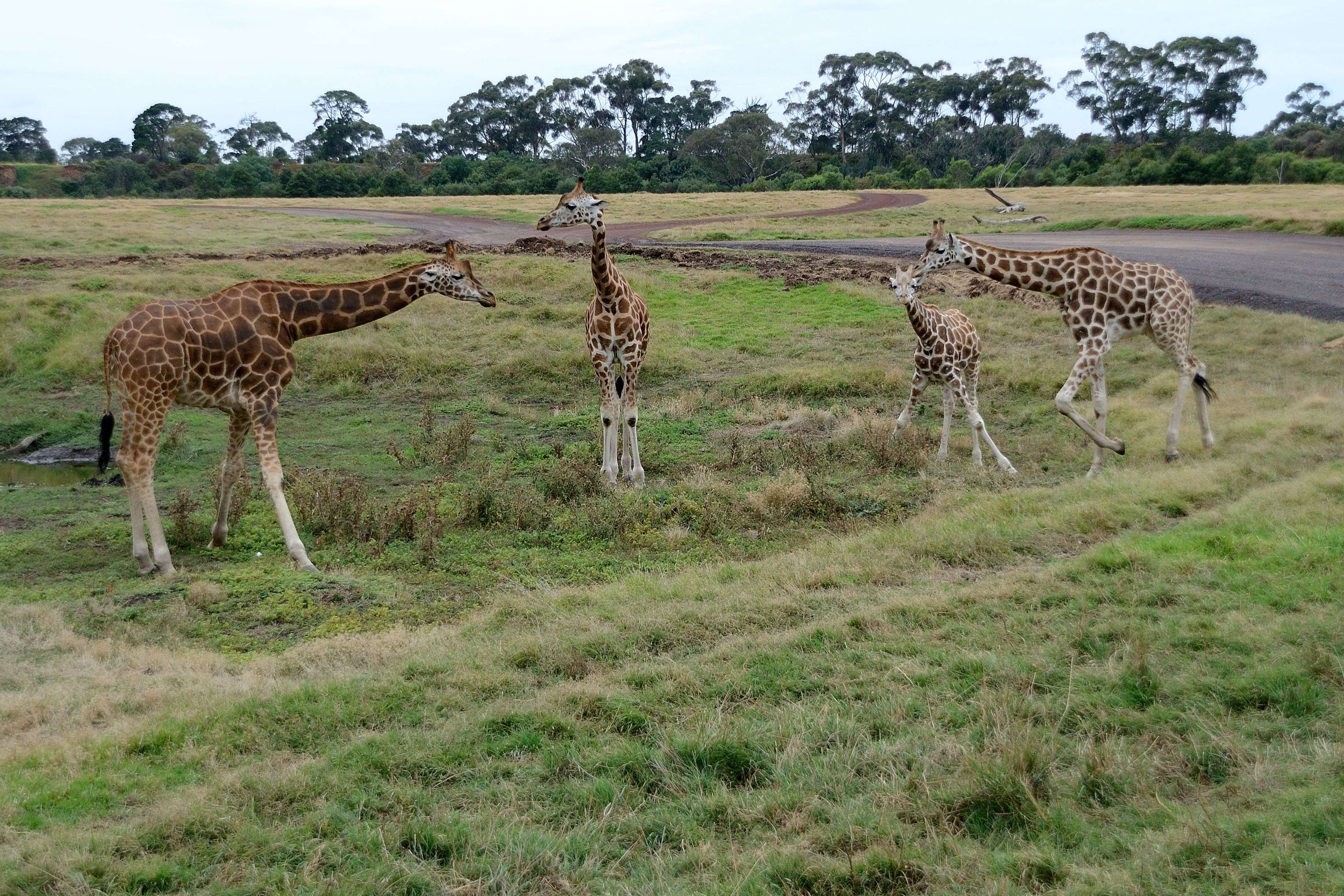 Werribee Open Range Zoo Safari, Buy Now @ ₹4,399