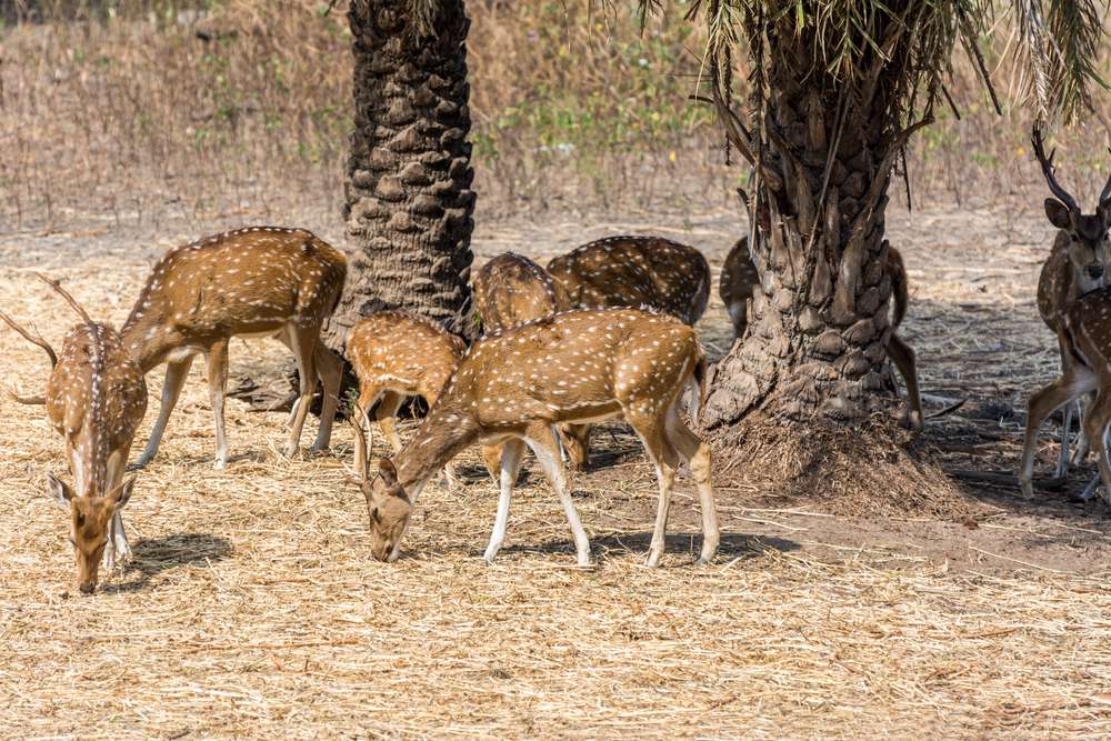 Mrugavani National Park