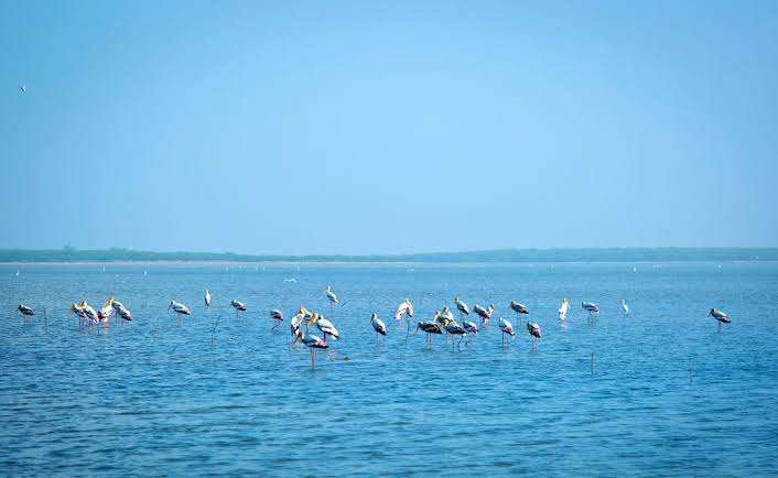 Pulicat Lake (54 km from Chennai)