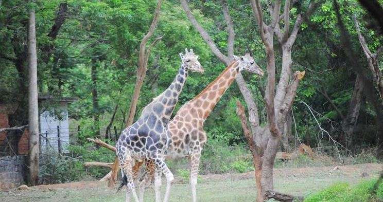 Arignar Anna Zoological Park (37 km from Chennai)