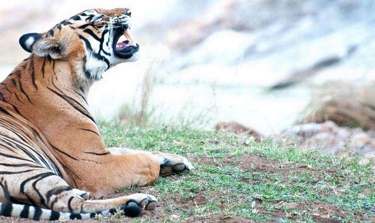 Sariska National Park - 200 Km from Delhi