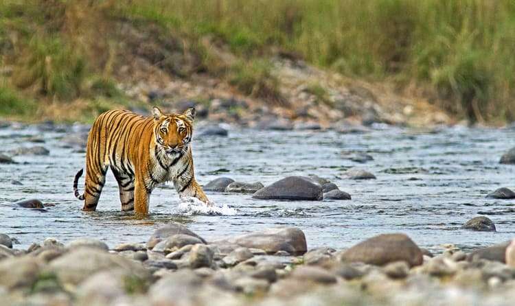 Jim Corbett National Park - 244 km from Delhi