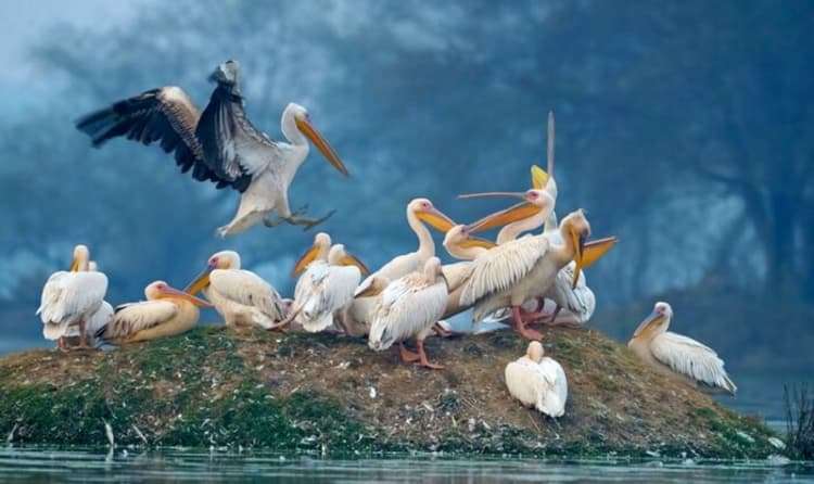 Bharatpur Bird Sanctuary - 220 km from Delhi