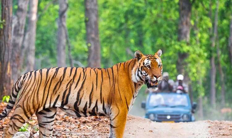 Rajaji National Park - 244 km from Delhi