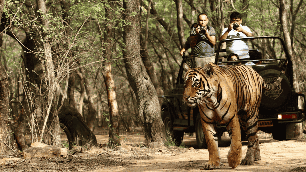 Ranthambore National Park - 400 km from Delhi