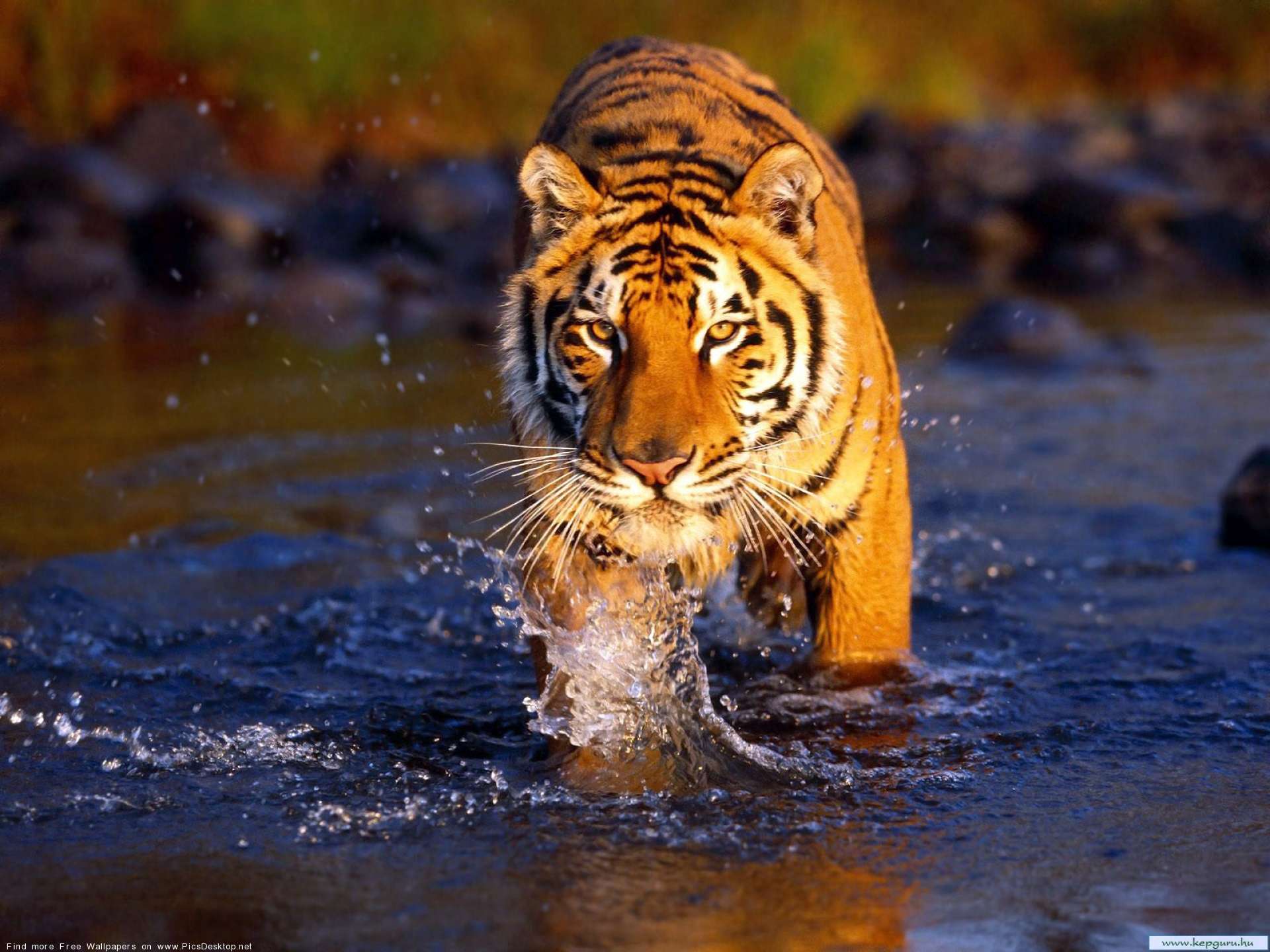 Jim Corbett National Park( 262 Kms  from Gurgaon)