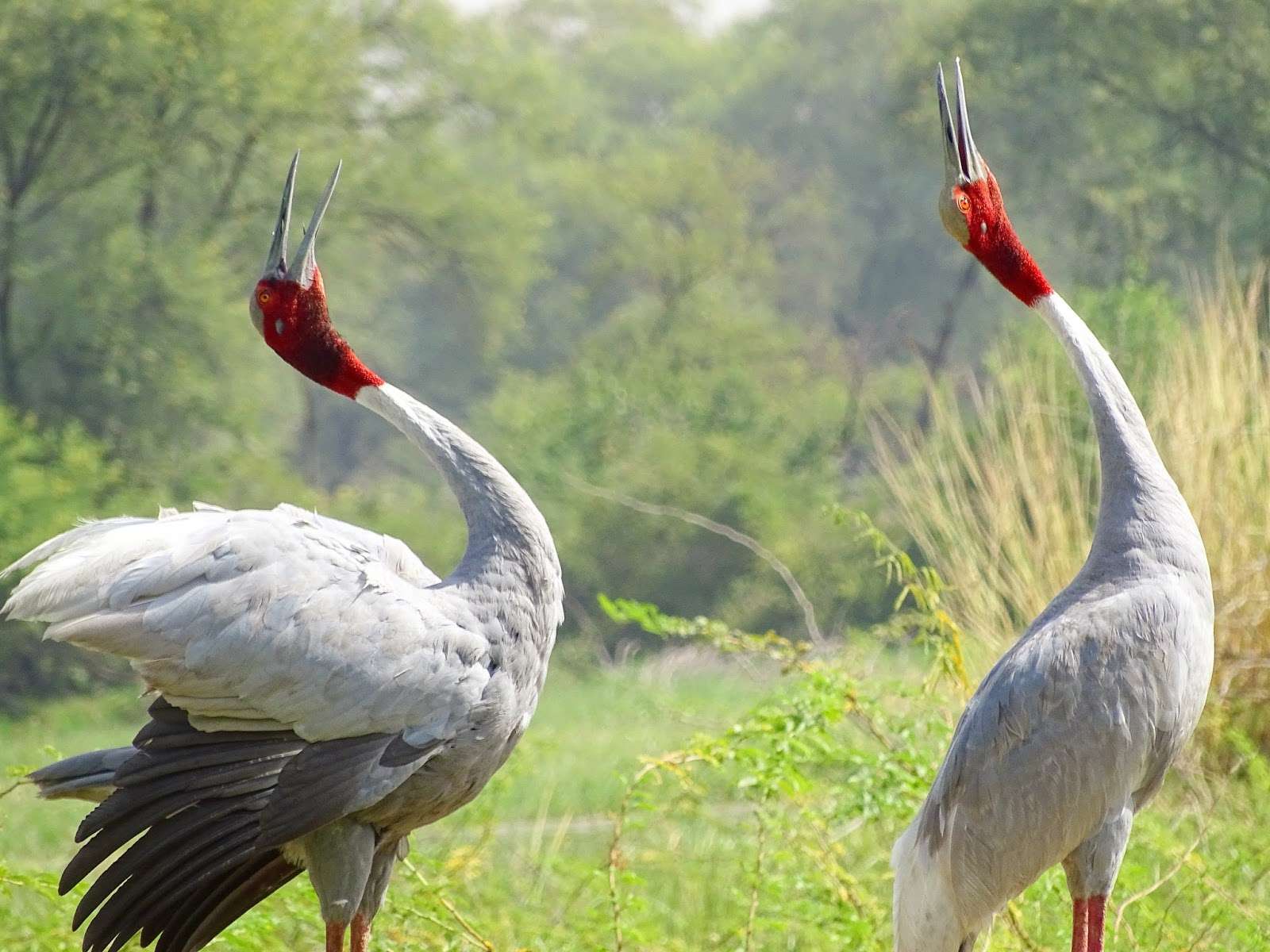 Keoladeo National Park (179 Kms  from Gurgaon)