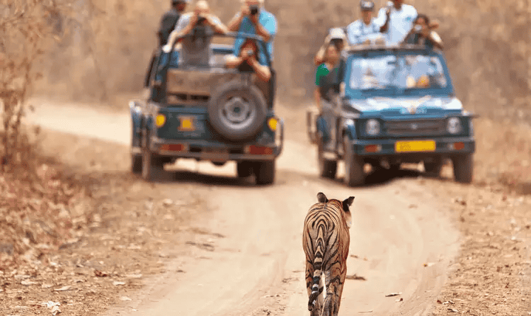 Camping with Safari & Village Experience at Kanha