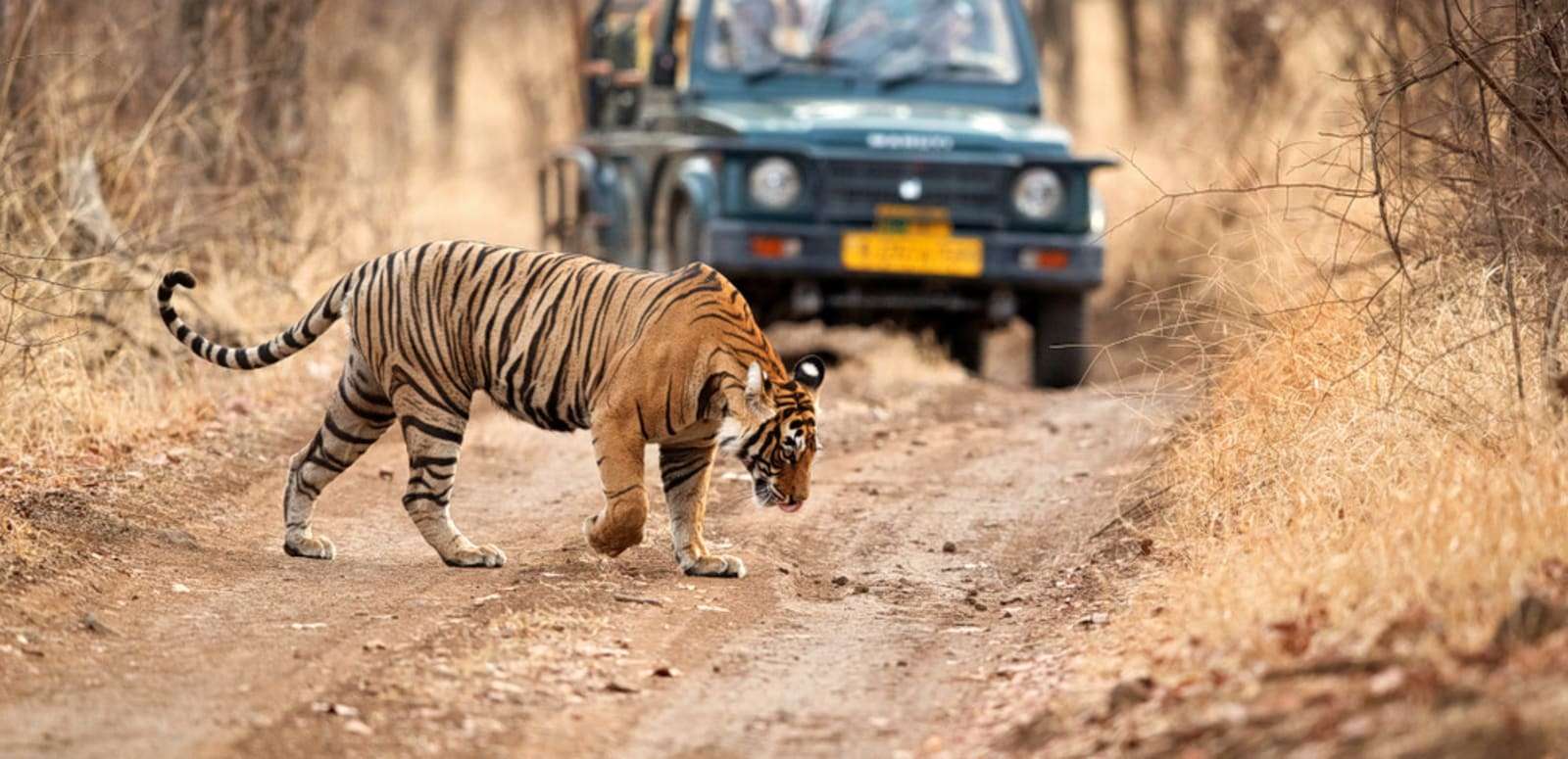 Ranthambore Wildlife Sanctuary (262 Kms from Pushkar)