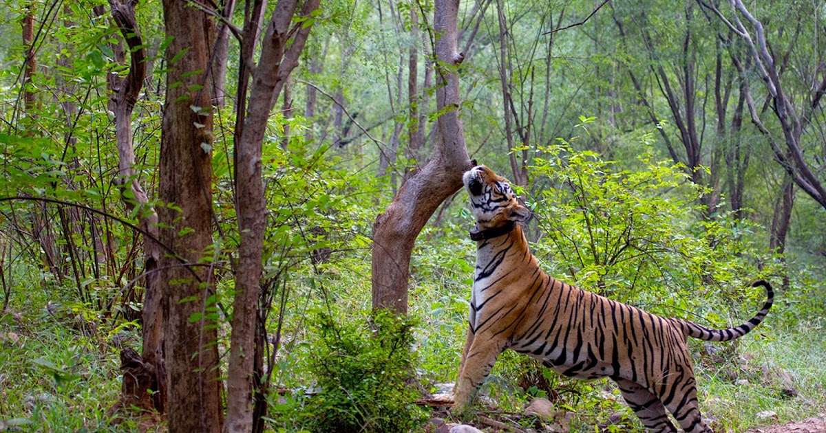 Sariska Wildlife Sanctuary (260 Kms from Pushkar)