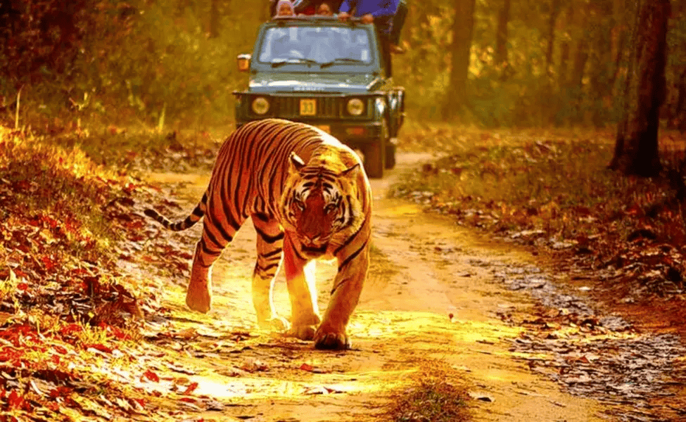 Camping with Jungle Safari at Kanha