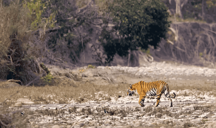 Camping with Jungle Safari at Pench