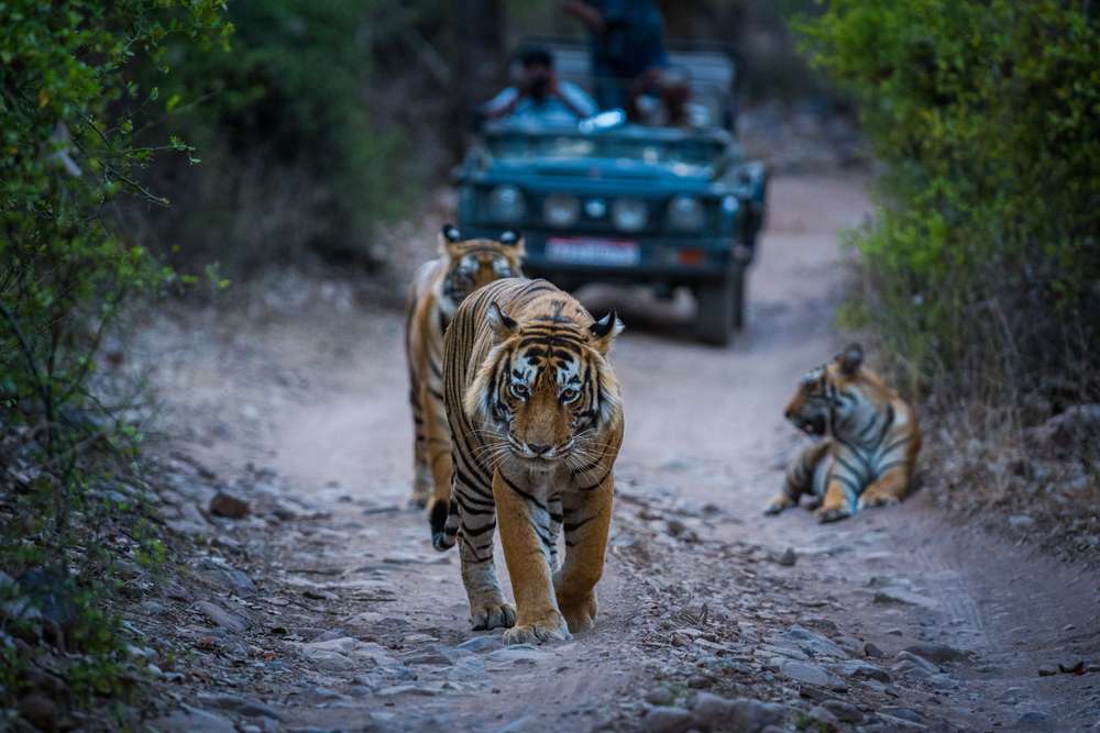 1573728743 ranthambore