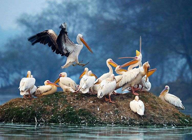 See Diverse Variety of Bird Species at Karnala Bird Sanctuary