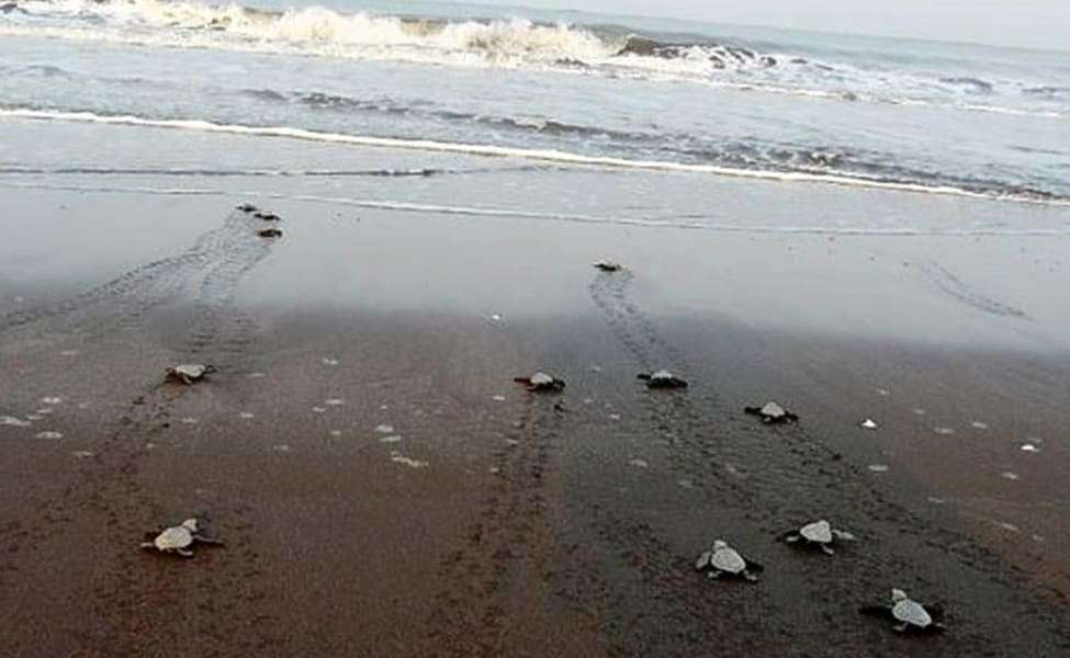 Velas Beach (189 Km From Mumbai)