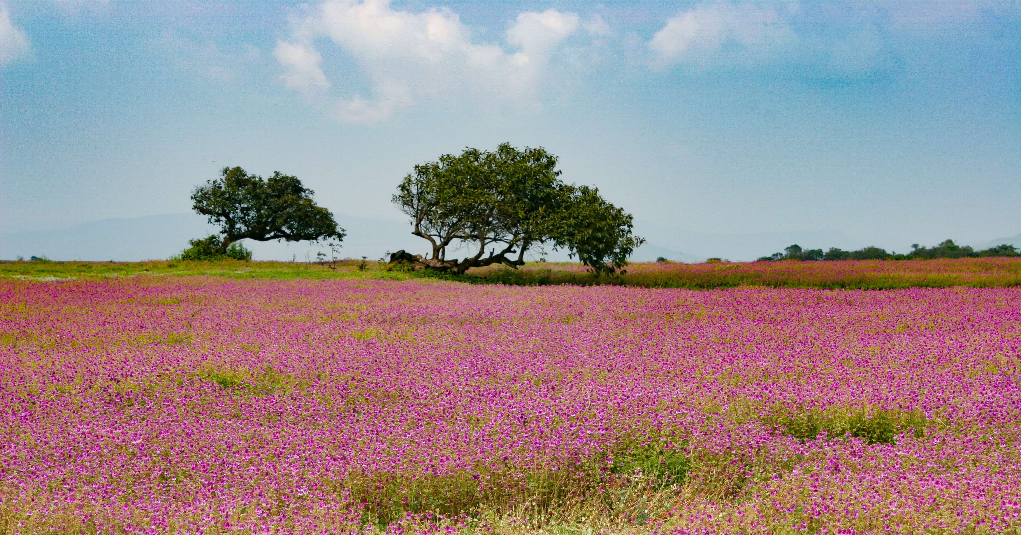 Kaas Plateau (136 km from Pune)