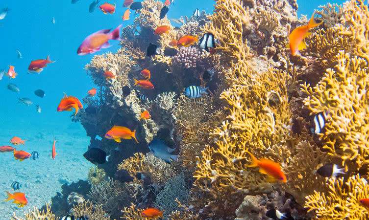 Snorkelling in The Red Sea