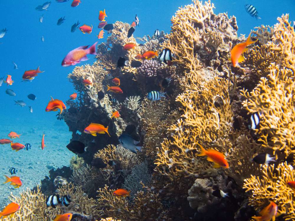 Snorkeling in The Red Sea